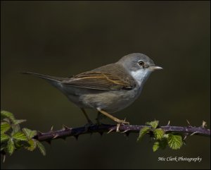 Whitethroat