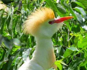 Cattle Egret Close-up