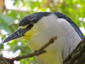 Black-crowned Night Heron Close-up