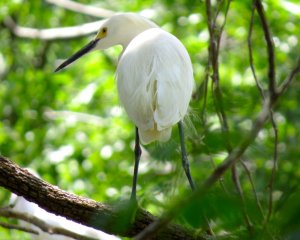 Urban Egret