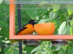 Baltimore Oriole