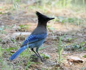 Stellar's Jay