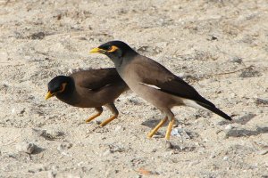 common myna