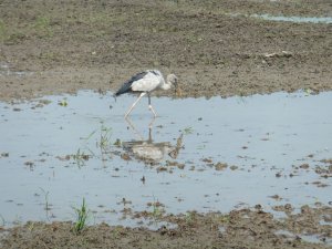 Stork