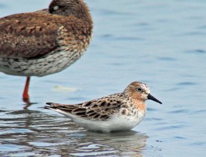 Red-necked Stint (breed)