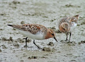 Red-necked Stint (breed)