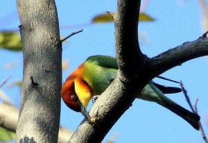 Chestnut-Headed Bee Eater with a Bee
