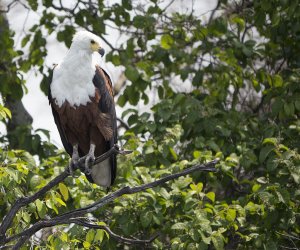 African Fish Eagle