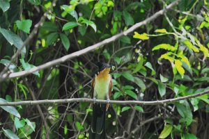 Singapore Rare Chestnut Winged Cuckoo Feeding