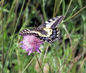 Swallowtail