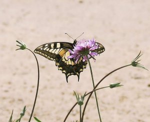 Swallowtail 2