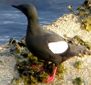 Black Guillemot