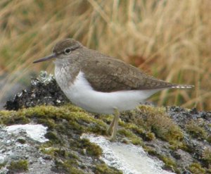 Common Sandpiper