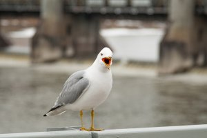 Annoyed Ring-Billed Gull