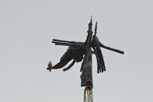 Peregrine Falcon in Coventry