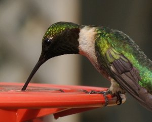 Male Ruby Throat