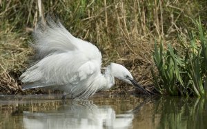 Little Egret Hunting