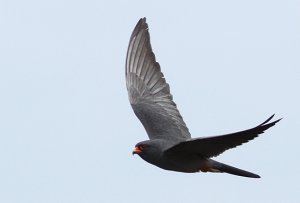 Red-Footed Falcon