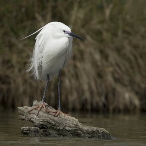 Little Egret on a log