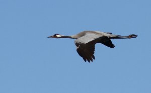 Common Crane