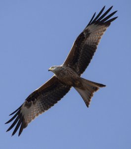 Red Kite Souring