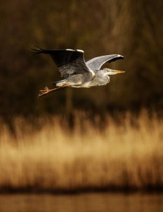 Heron in Flight