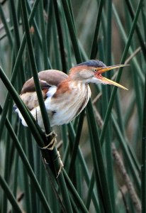 Baby Green Heron