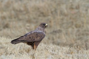 Swainson's hawk