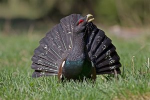 The Western Capercaillie (Tetrao urogallus)