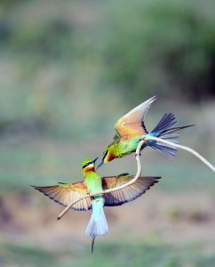 Blue-tailed Bee-eater !!!