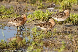 Short-billed Dowitcher