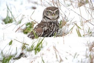 Not yet a snowy Owl