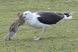 Great Black-backed Gull with Rabbit