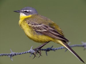 Western Yellow Wagtail