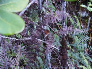 Tepui Wren (Troglodytes rufulus) base of Roraima Tepuy 6-3-08