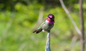 Anna's Hummingbird