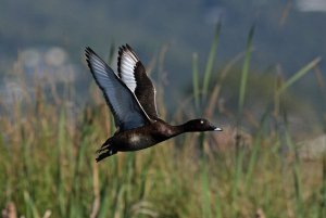 male White-eyed Duck/Hardhead in flight