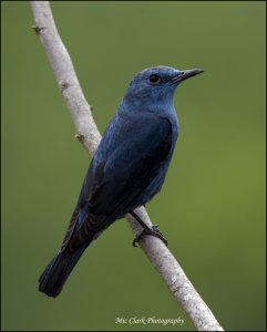 Blue Rock Thrush