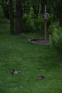Bird Feeder Guard Ducks - Mallards