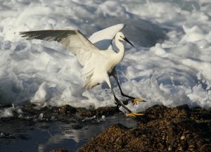 Surfing Little Egret