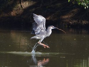 Black-crowned Night Heron