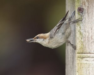 Brown-headed Nuthatch