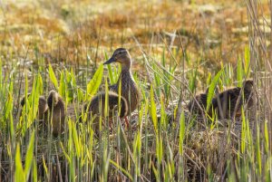 Mallard and Ducklings