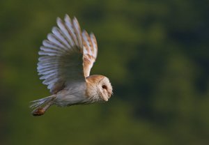 Barn Owl