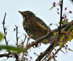 Young Robin on a Redbud