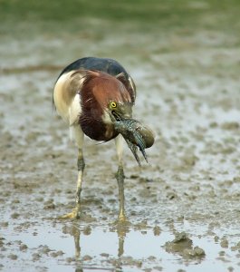 Chinese Pond Heron (breed) with a Mudskipper