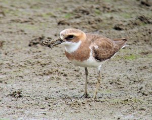 Greater Sandplover with a crab