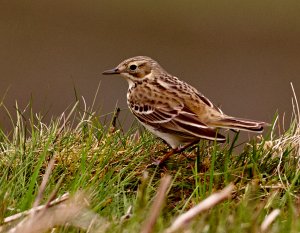 Meadow Pipit