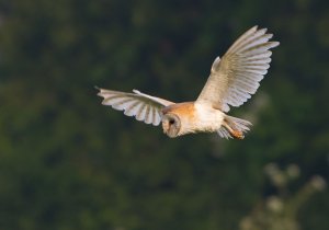 Barn Owl