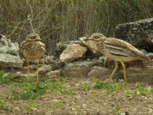 Stone Curlew